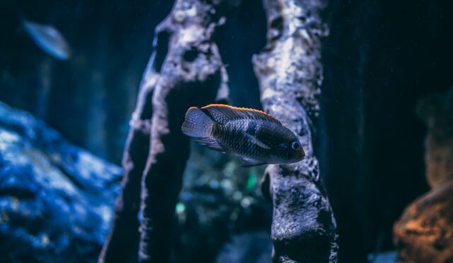 Akvaryum Mu Fanus Mu