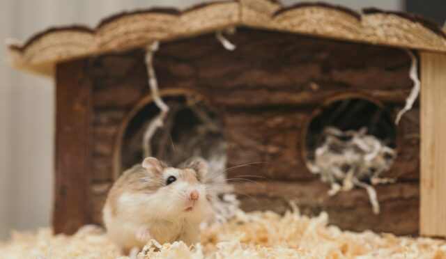 evde hamster beslemek