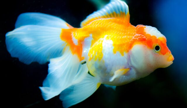 evde balık beslemek